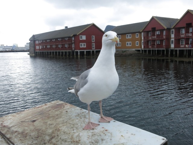 Hurtigruten_2015-06-25_18-16-1